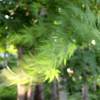 初夏の風に舞う新緑
