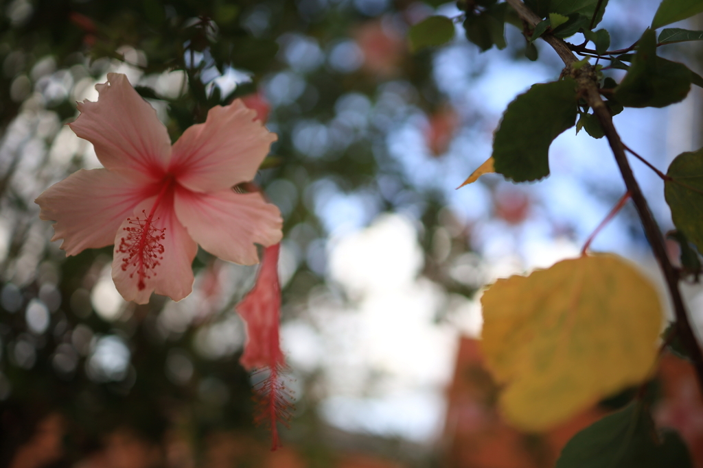 ブリスベンの花 オーストラリアの風景写真