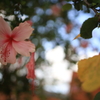 ブリスベンの花 オーストラリアの風景写真