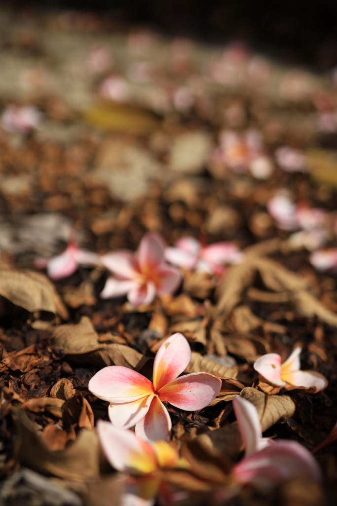 落ちた花 オーストラリアの風景写真