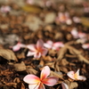 落ちた花 オーストラリアの風景写真