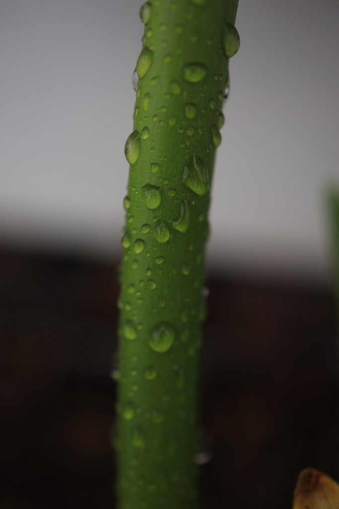 茎の水滴 オーストラリアの風景写真