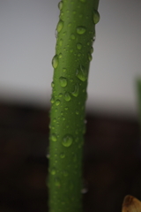 茎の水滴 オーストラリアの風景写真