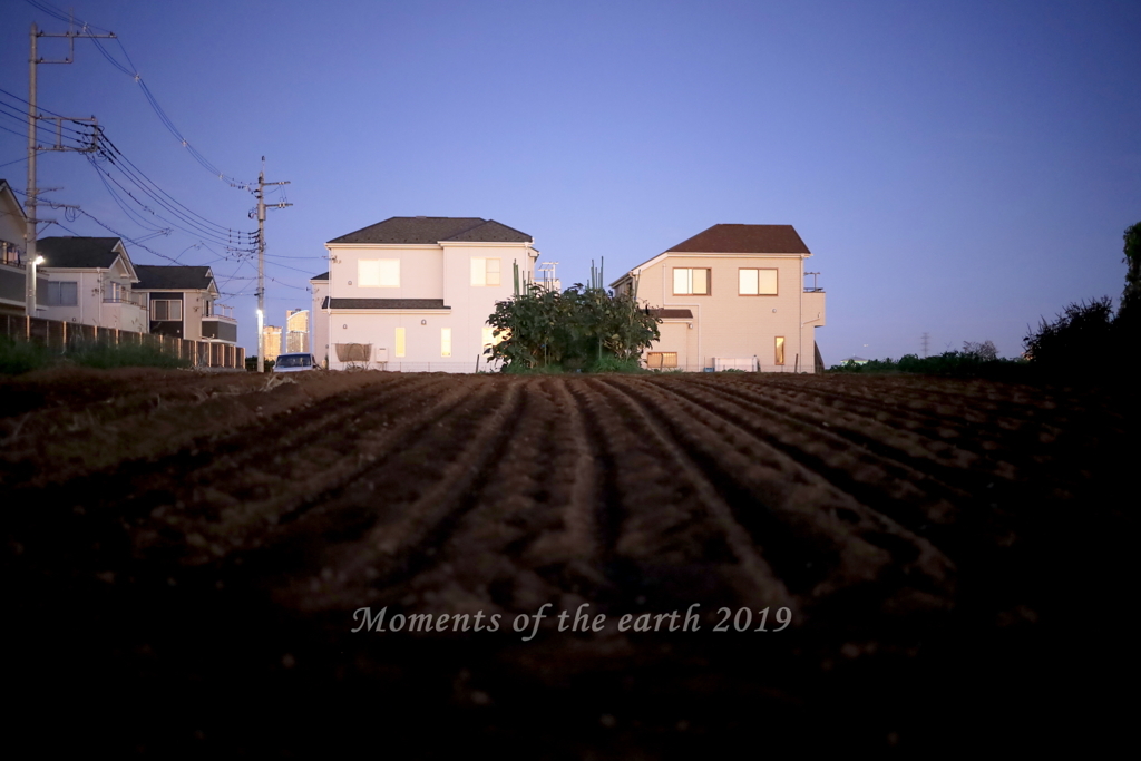 夕暮れ時の畑 EOSRP RF35mm F1.8