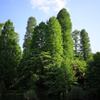井の頭恩賜公園の風景