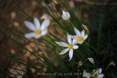 美しき自然の花 EOS RP EF50mmF1.8