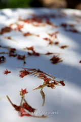 テーブルの花模様