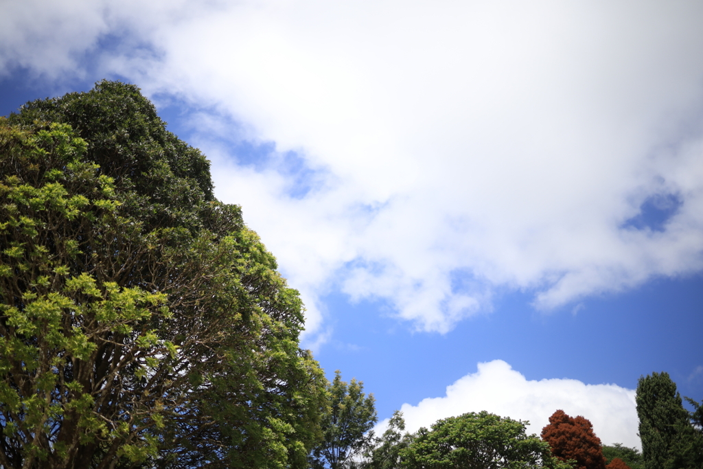夏空 オーストラリアの風景写真