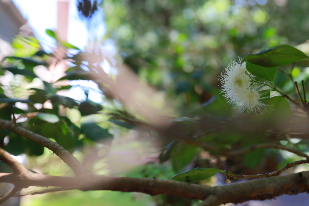 風が吹く花 オーストラリアの風景写真