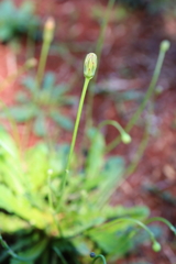 もうすぐ咲く花 オーストラリアの風景写真