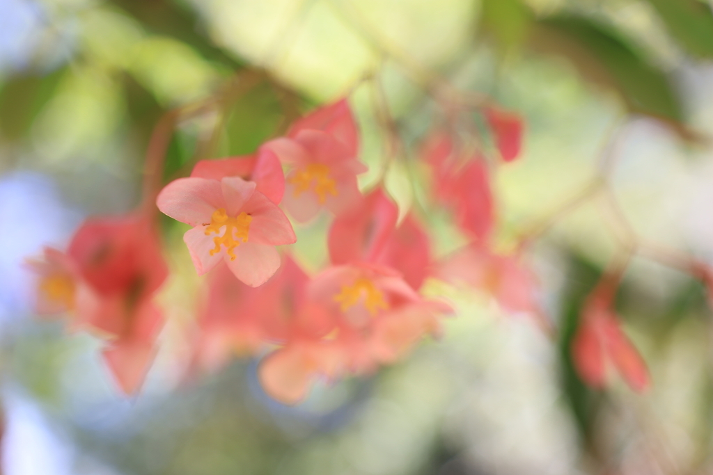 ピンク色の花 オーストラリアの風景写真