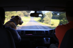 ブリスベンの犬 オーストラリアの風景写真