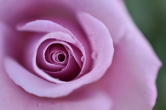 春の薔薇祭り。