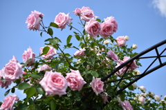 薔薇祭り。