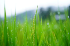 雨上がりの稲穂