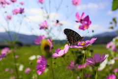 秋桜と蝶