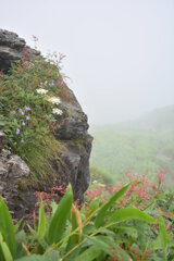 岩に咲く花