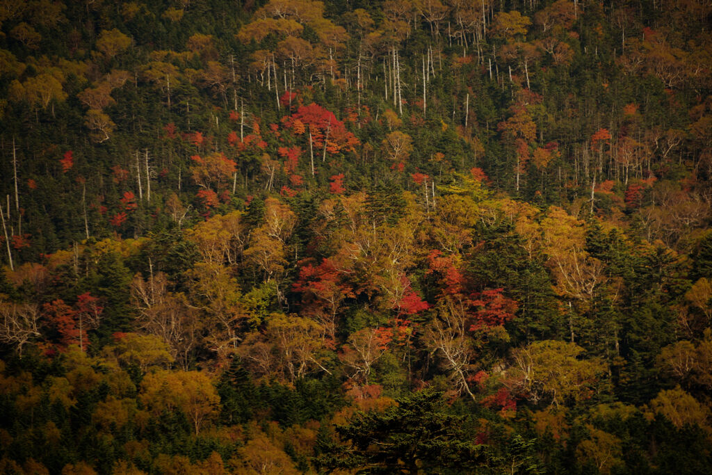 日光白根山　紅葉