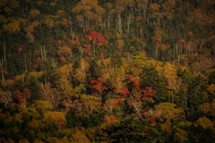 日光白根山　紅葉