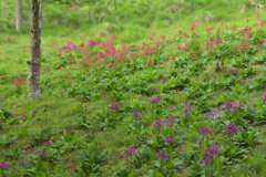 湿原の花