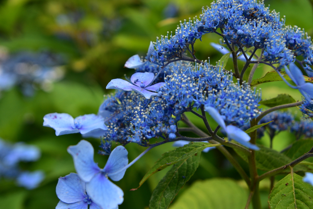 おじいさんの紫陽花