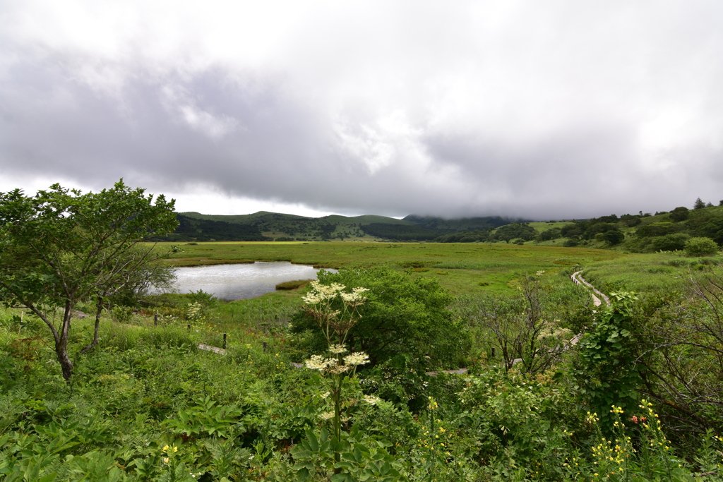 八島が原湿原