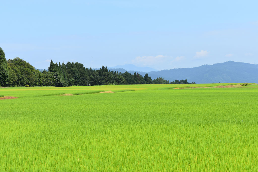 新潟の夏