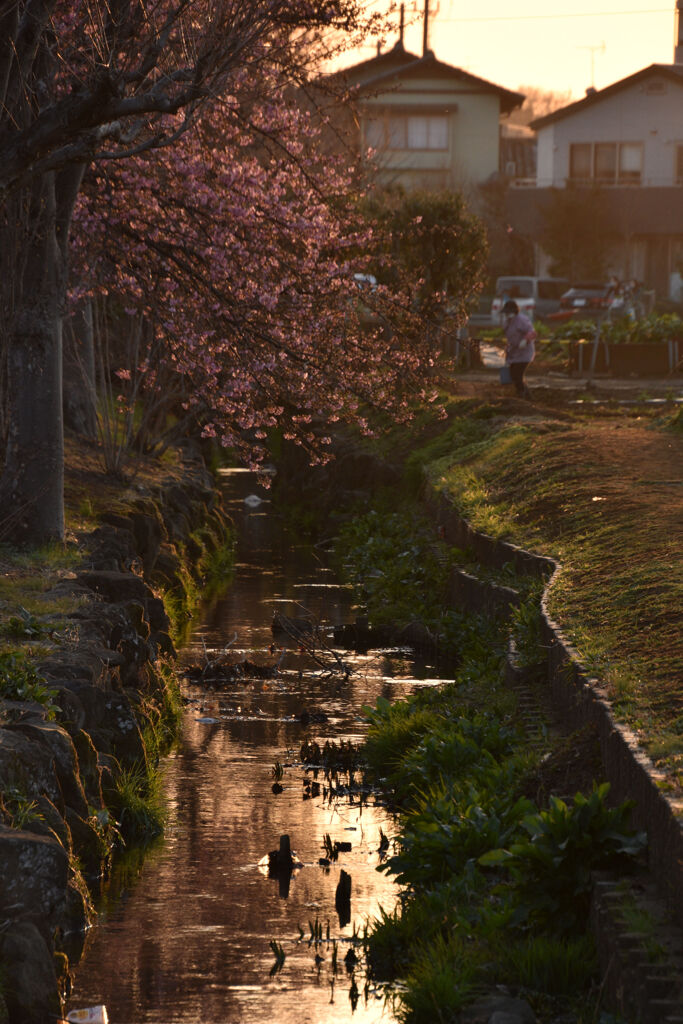 千川の河津桜