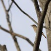 愛鷹運動公園の野鳥④