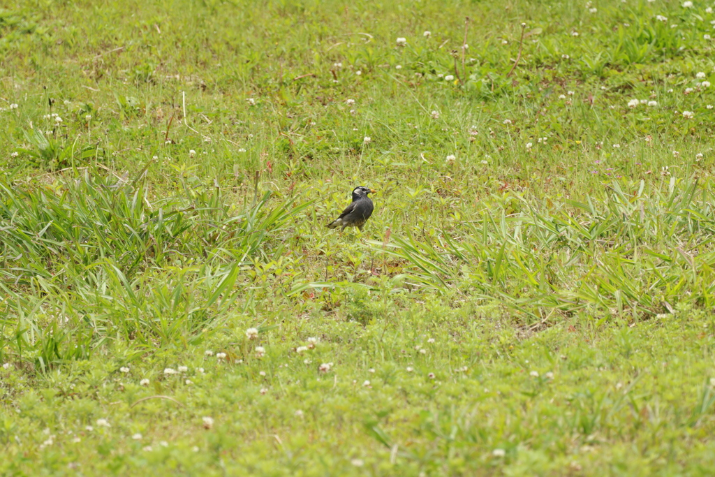 富士スピードウェイの野鳥１２