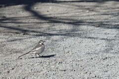 鳥はじめ。