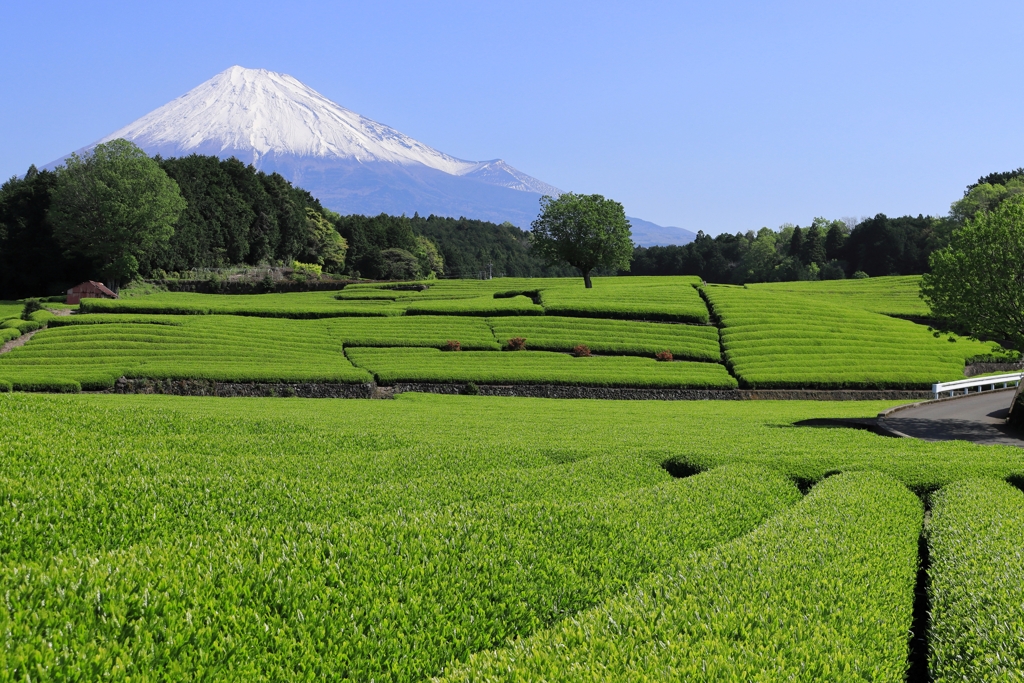 新茶の季節 大淵笹場
