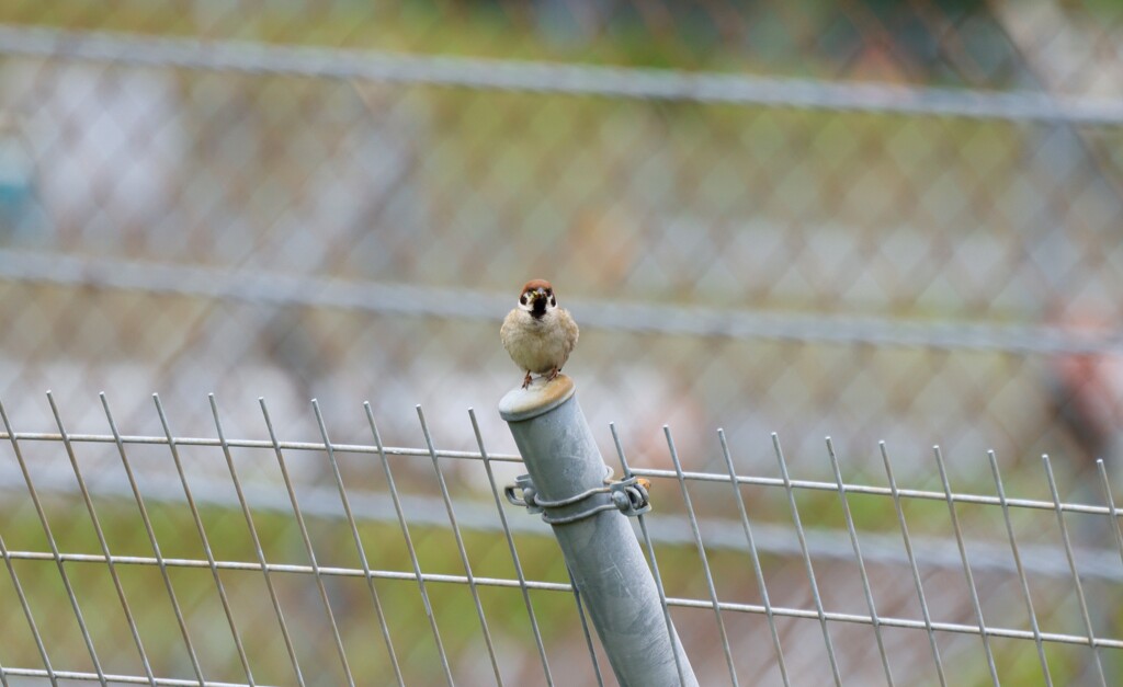 富士スピードウェイの野鳥１４