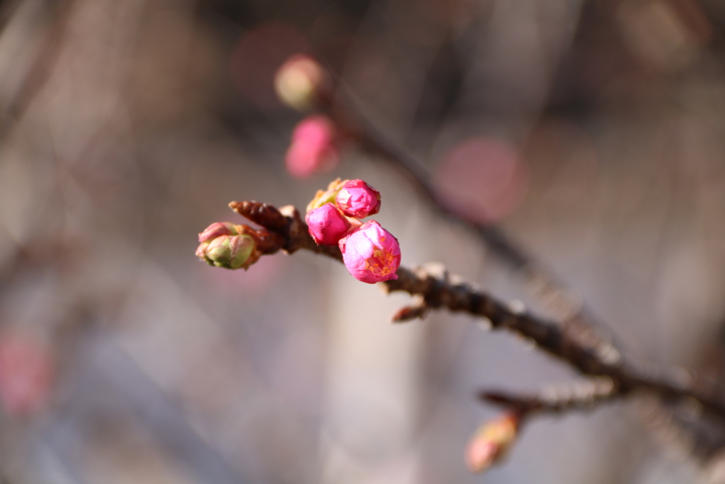 早咲き土肥桜
