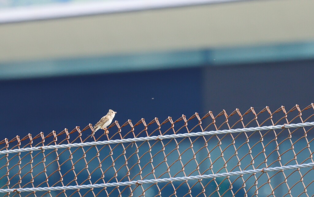 富士スピードウェイの野鳥１６