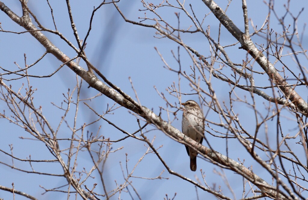 富士スピードウェイの野鳥②