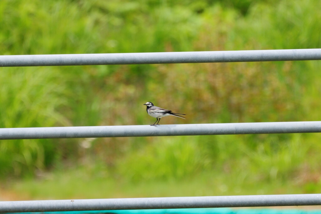 富士スピードウェイの野鳥１３
