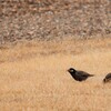 富士スピードウェイの野鳥④