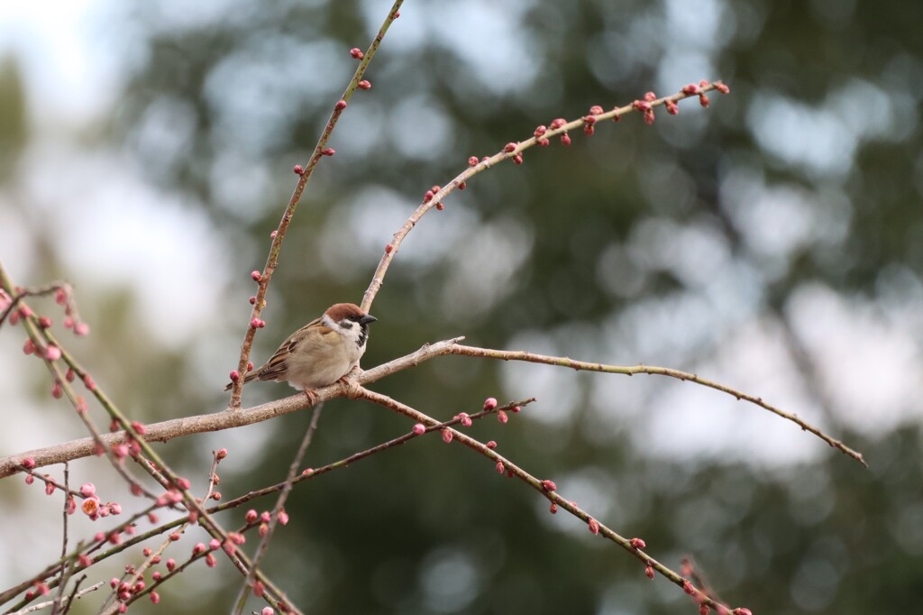 愛鷹運動公園の野鳥②