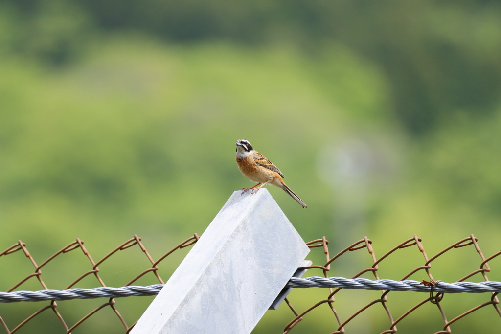 富士スピードウェイの野鳥１１-２