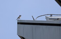 富士スピードウェイの野鳥１０