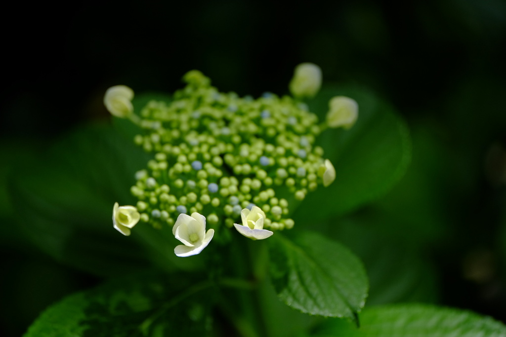 紫陽花の季節の始まり