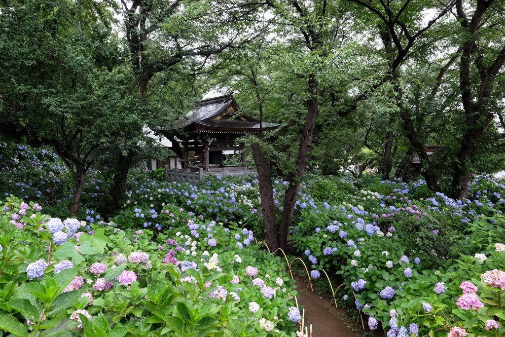 梅雨時の寺院