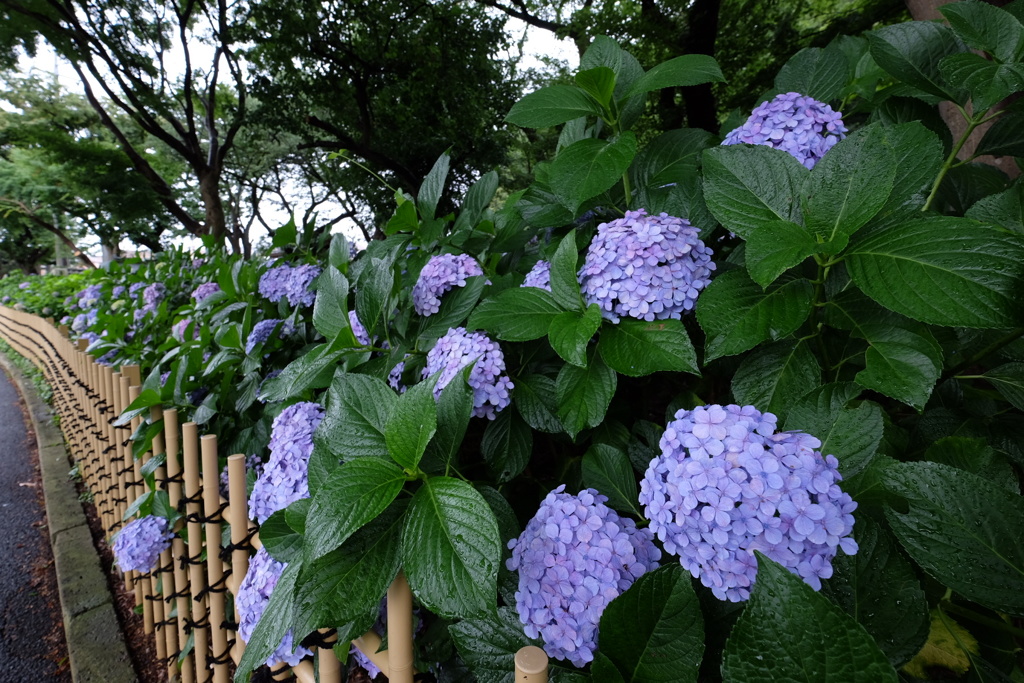 紫陽花と柵