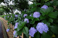 紫陽花と柵