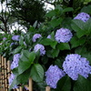 紫陽花と柵