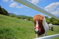 牧場のポニー