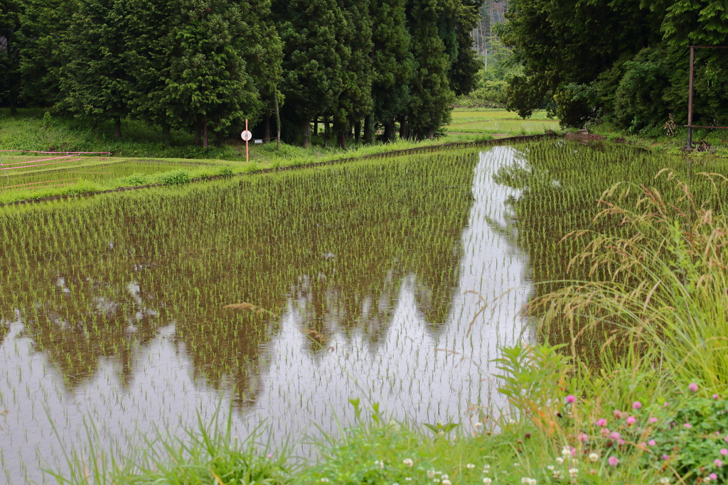 五月雨の棚田