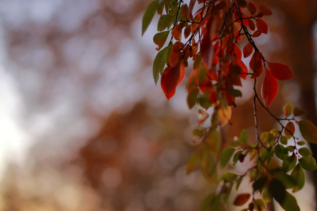 桜紅葉