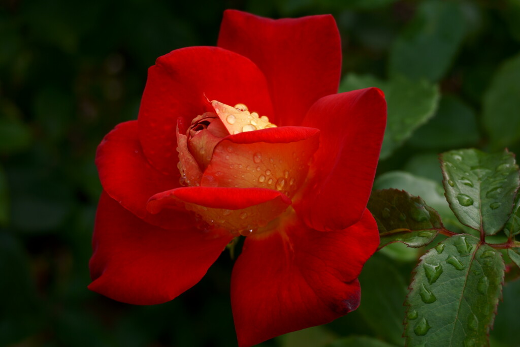 「希望」と言う名の薔薇
